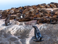 Duiker Island